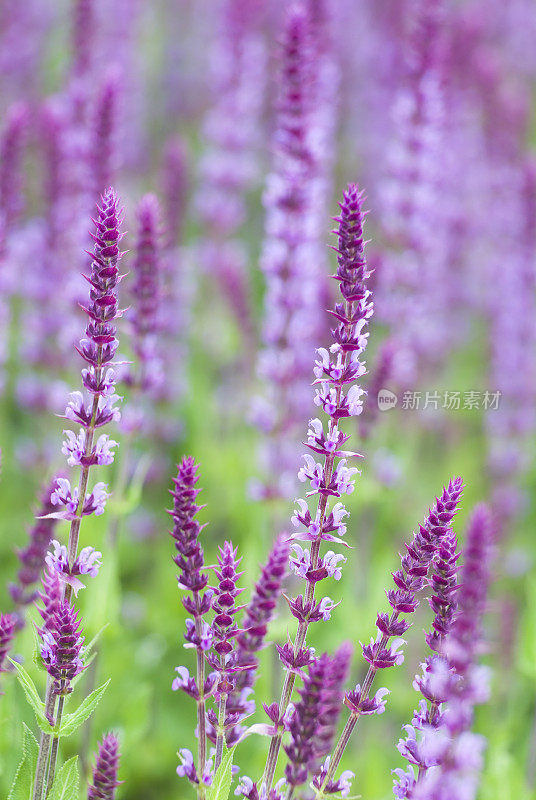 Perennial Sage(鼠尾草nemarosa)，“amethyt”- II